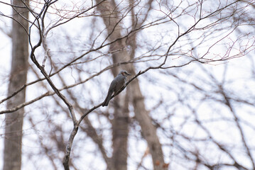 bird on a tree