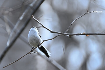 snow on branch