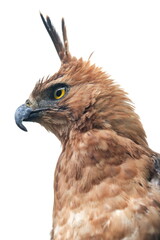 Close-up shot of a Javan Hawk-Eagle (Nisaetus bartelsi), endemic to Java, Indonesia. It shows its sharp yellow eye, hooked beak, and prominent, pointed crest, 08 April 2025 Indonesia