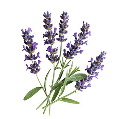 Naklejka premium A Sprig of Lavender with Vibrant Purple Flowers Isolated on Transparent Background