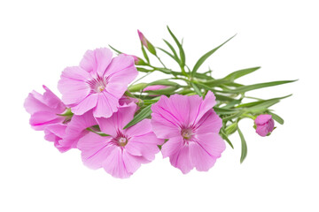 Isolated Dianthus Flowers on transparent background
