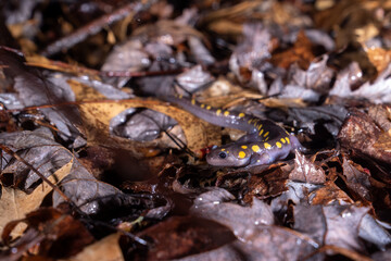 Spotted salamander on leafy forest floor