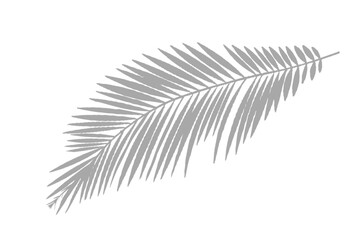 silhouette of palm leaves on white background