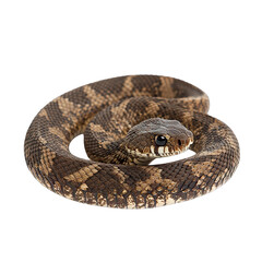 a coiled snake with a textured brown and black pattern showcasing its scales and distinctive head...