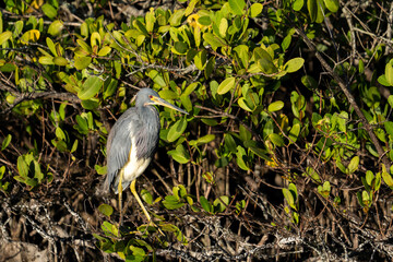 Tricolored heron perched in Mangroves