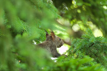 squirrel in the forest