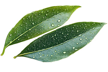 Fresh Green Leaf on transparent background