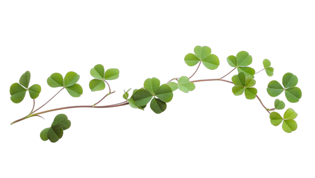 a branch of clover leaves arranged on a white background showcasing their vibrant green color and unique leaf shapes ideal for nature-themed designs or botanical studies