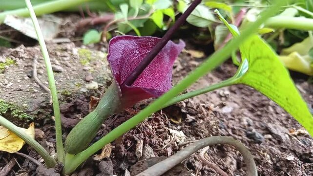 Biarum tenuifolium subsp. zelebori is a plant from the Araceae family, the taro-taro tribe. This species has a habit of forming bulb-shaped humps.