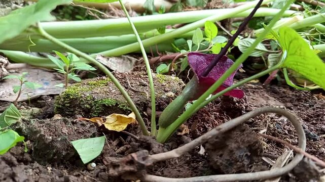 Biarum tenuifolium subsp. zelebori is a plant from the Araceae family, the taro-taro tribe. This species has a habit of forming bulb-shaped humps.