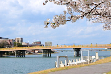 桜の花と瀬田の唐橋