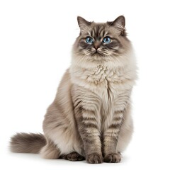 Obraz premium A fluffy Himalayan cat with piercing blue eyes, seated elegantly with its tail draped neatly beside it, gentle and calm demeanor, perfectly rendered fur and facial features.