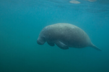 Obraz premium Manatee swimming in a spring