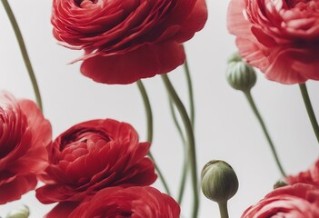 background white flowers ranunculus red floristry floral arrangement decoration blossom closeup display flower bouquet flora bright stem delicate long decorative florist cut bunch botany cultivation