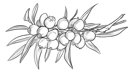 Fototapeta premium Illustrative line art of sea buckthorn nature digital artwork minimalistic view