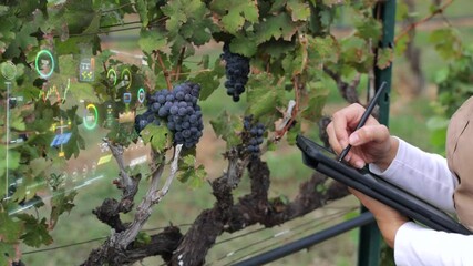 Smart vineyard system with asian winegrower working with graphic display 4k footage - Powered by Adobe