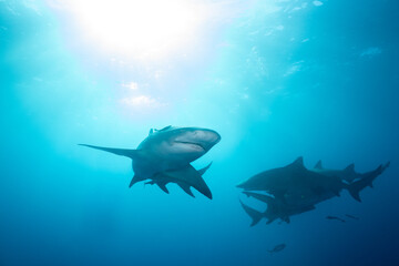 Fototapeta premium Multiple lemon sharks at ocean surface