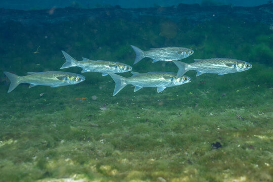 Striped mullet in Florida Spring