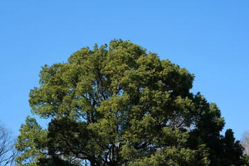 Branches and blue sky. Silhouette tree branches with blue sky background.