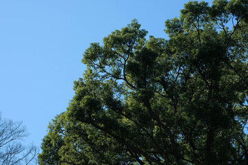 Branches and blue sky. Silhouette tree branches with blue sky background.