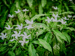 Blooming Gardenia Flowers with Green Leaves