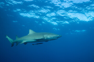 Lemon shark at ocean surface