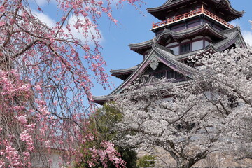 京都　伏見桃山城　桜と城の風景