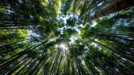 Bamboo Forest Stalks and Leaves Viewed from Below