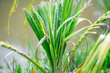 Exploring nature's beauty lush green plants by a tranquil water body close-up capture serene environment botanical concept