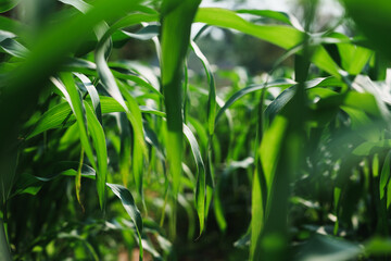 Growing green a close-up view of corn plants in the field nature outdoor scene