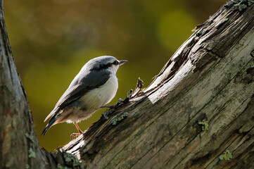 Wild bird in natural habitat during morning
