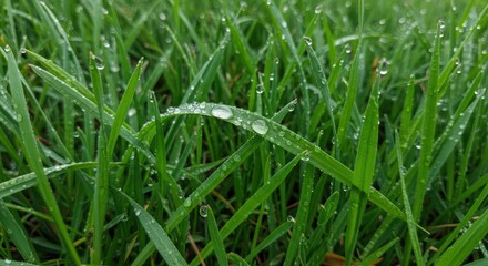 Green Grass Blades Covered with Dew Drops Sparkling in the Morning Light