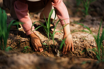 Child planting corn seedlings in sunny garden nature action scene environment close-up view growth concept