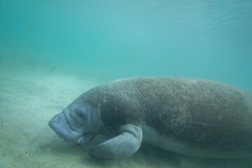 Naklejka premium Manatee foraging in bottom of spring