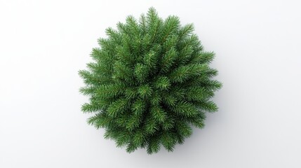 Top view of Christmas fir tree decoration isolated on a transparent or white background. -
