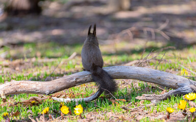 squirrel in the tree