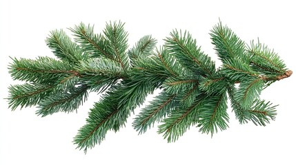 Thick, dark green Christmas tree branches as a festive winter design element for flyers and social media. --