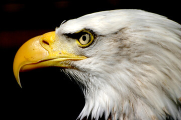 Close-up of a Bald Eagle's Head