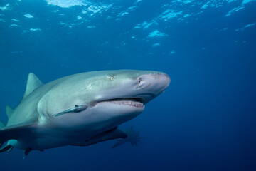 Fototapeta premium Lemon shark at ocean surface