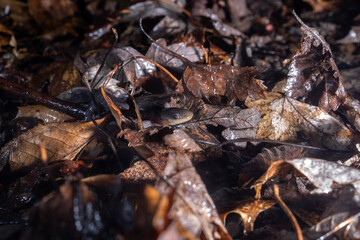 Jeffersons salamander on leafy forest floor