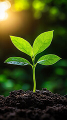Young Plant Emerging from Soil with Sunlit Greenery Backdrop Symbolizing Growth and Hope