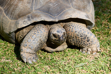 Big turtle on the grass close-up