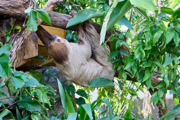 A sloth climbs a tree branch