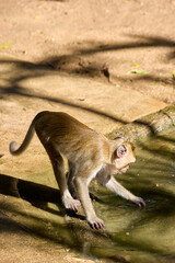 A monkey at the zoo washes his paws in a puddle
