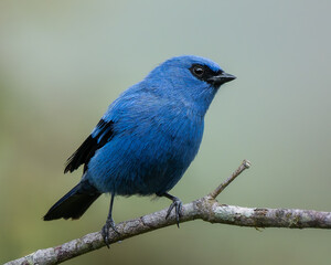 Tangara vassorii, THRAUPIDAE, PASSERIFORMES, Blue-and-black Tanager, Tanager, bird, blue, nature, wildlife, animal, wild, tree, beak, feather, birds, black, beautiful, small, forest, feathers, perched