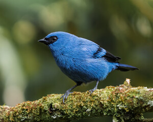 Blue-and-black Tanager