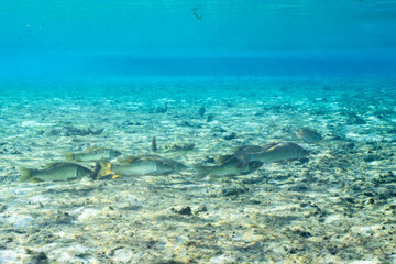 Chubsucker group swimming over a sandy riverbed