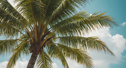 Fototapeta premium Palm Tree Against Blue Sky with Clouds Summer Holiday Destination