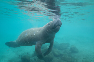 Manatee taking a breath at surface