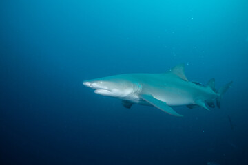 Lemon shark in the open ocean